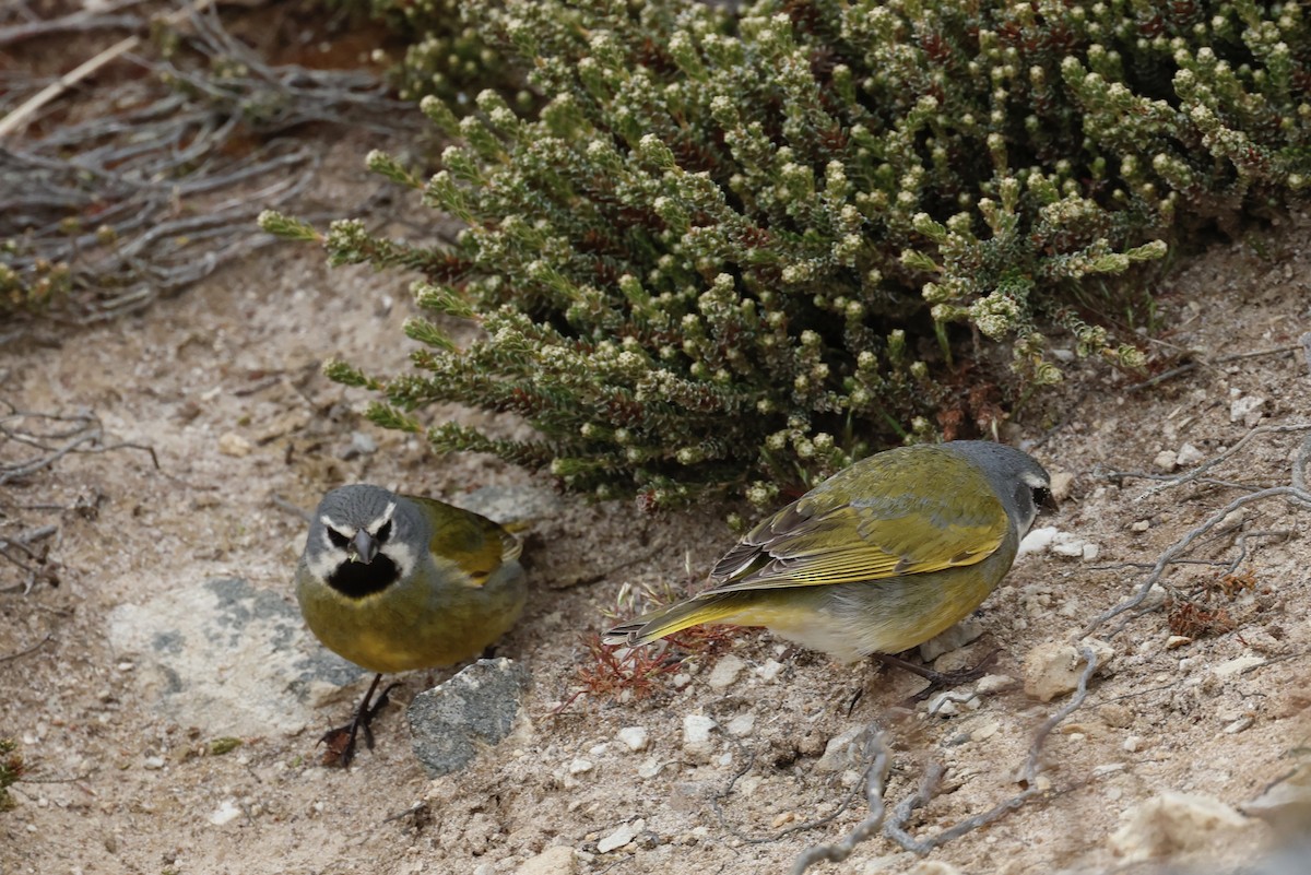 White-bridled Finch - ML645985365