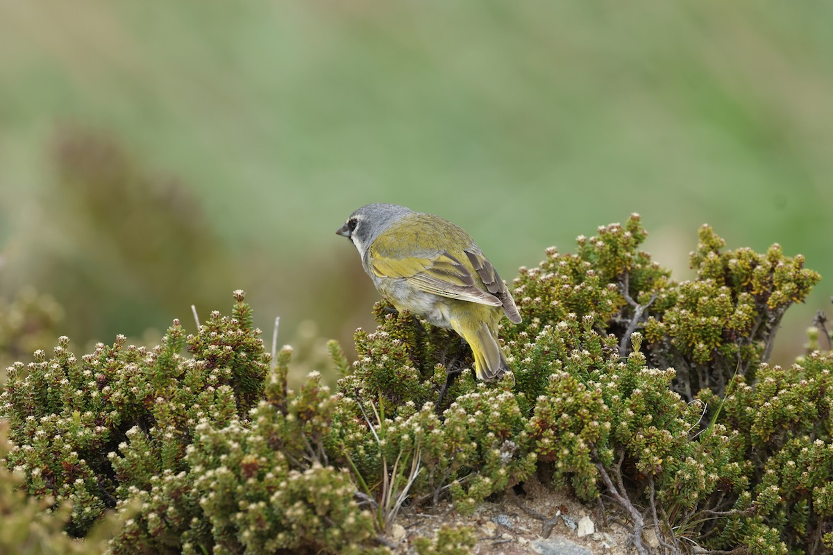 White-bridled Finch - ML645985366