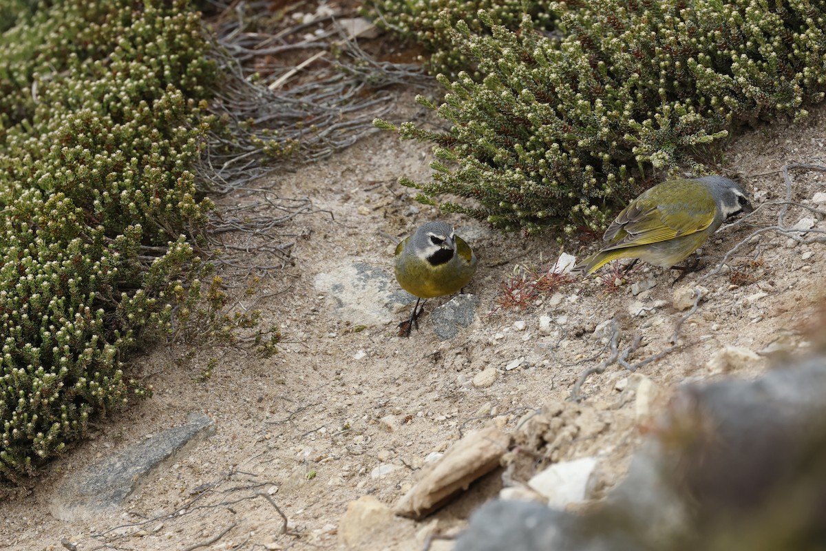 White-bridled Finch - ML645985367