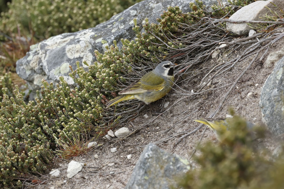 White-bridled Finch - ML645985368