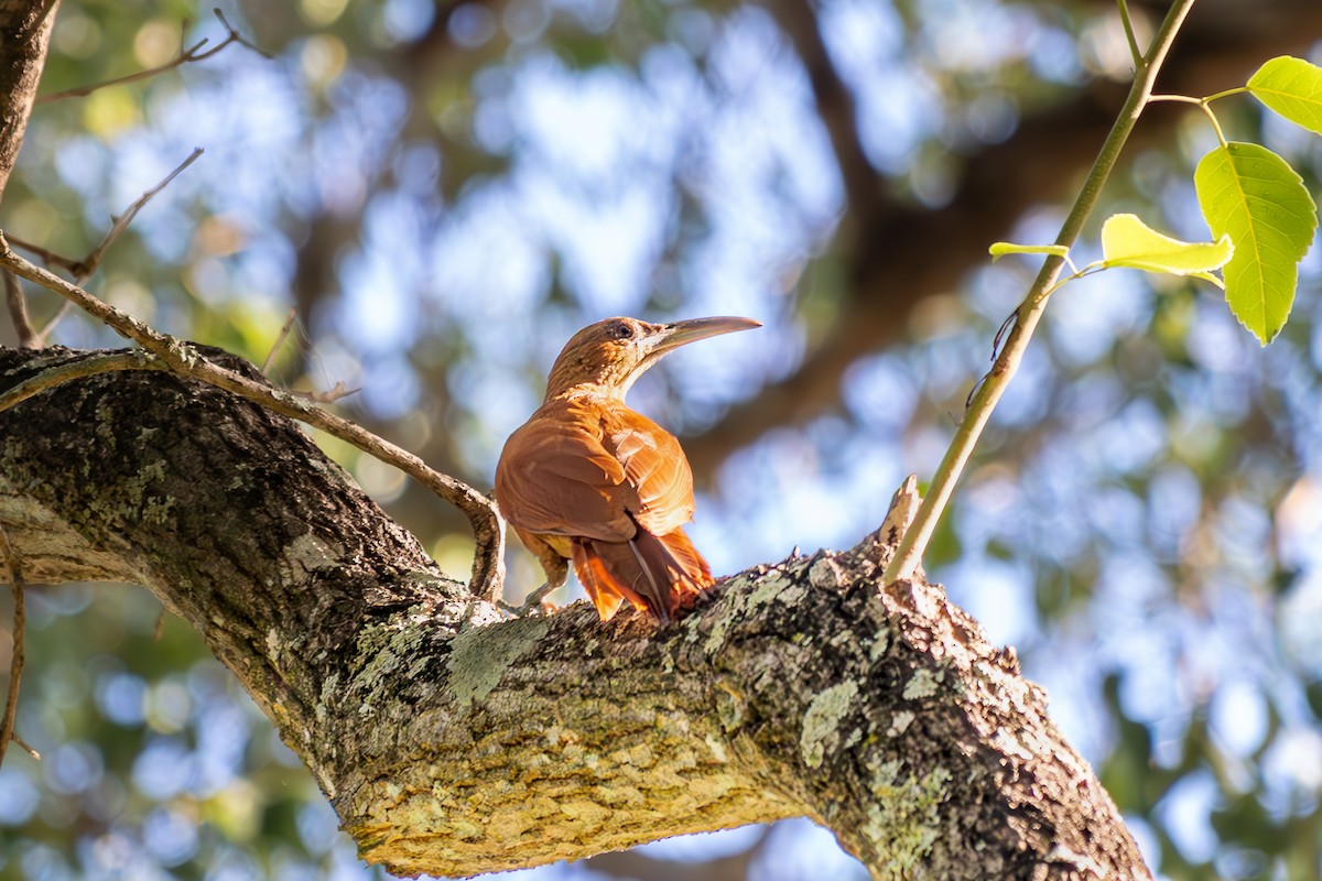 オオハシブトオニキバシリ - ML645985369