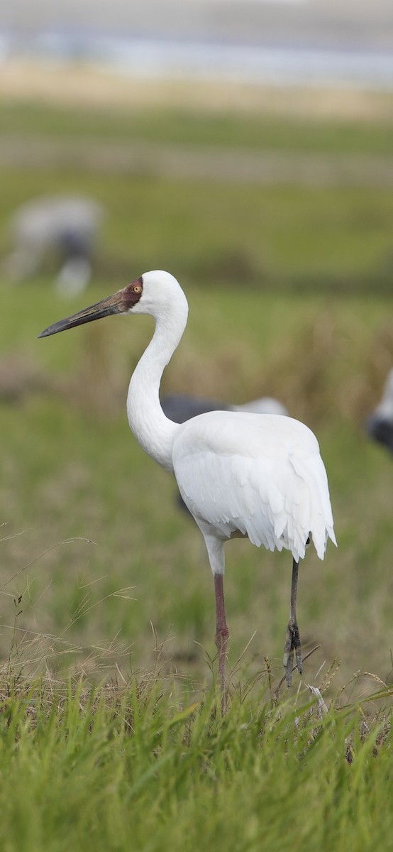 ソデグロヅル - ML645985374