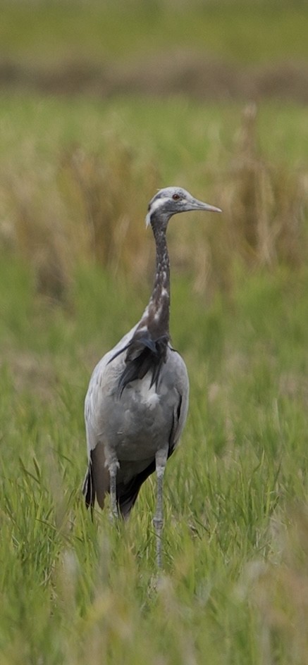 jeřáb panenský - ML645985380