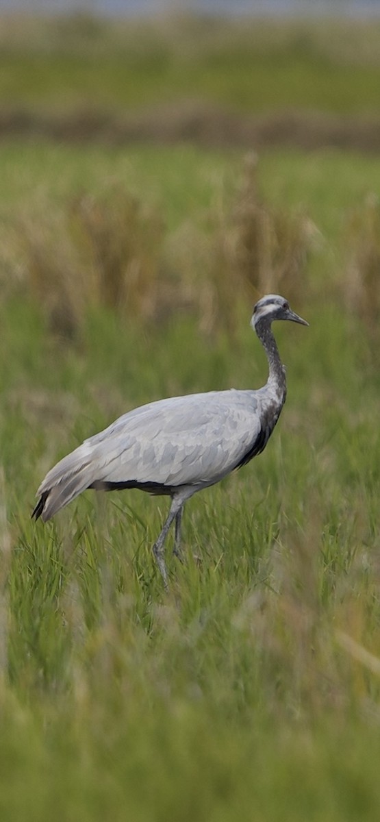 jeřáb panenský - ML645985381