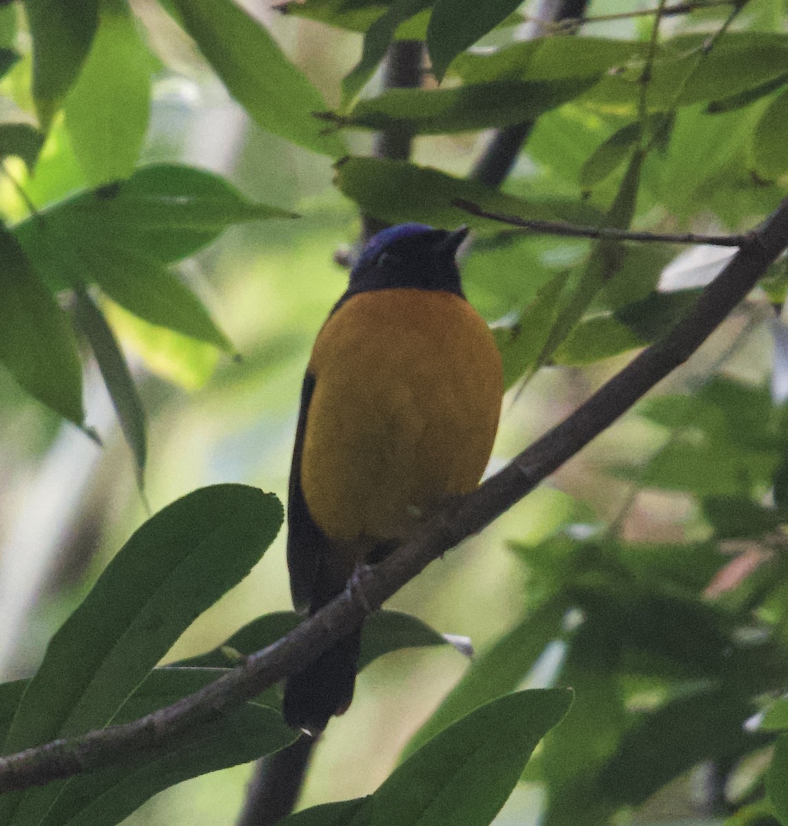 Fujian Niltava - ML645985403