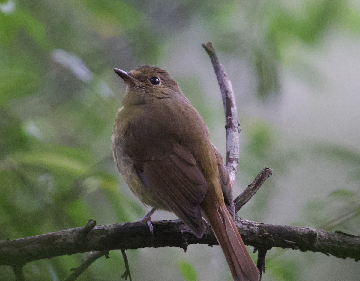 Fujian Niltava - ML645985404