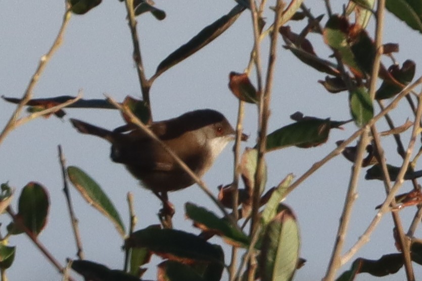 Samtkopf-Grasmücke - ML645985405