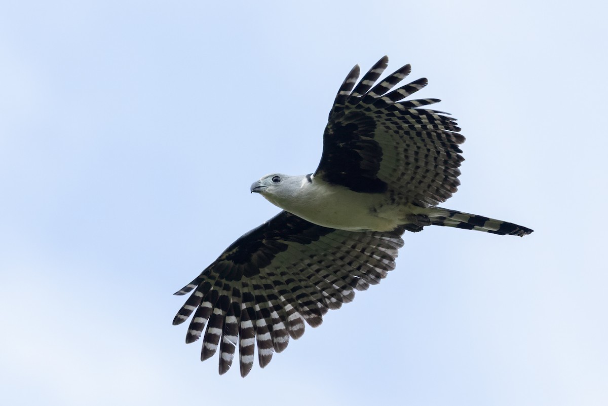 Gray-headed Kite - ML645985409
