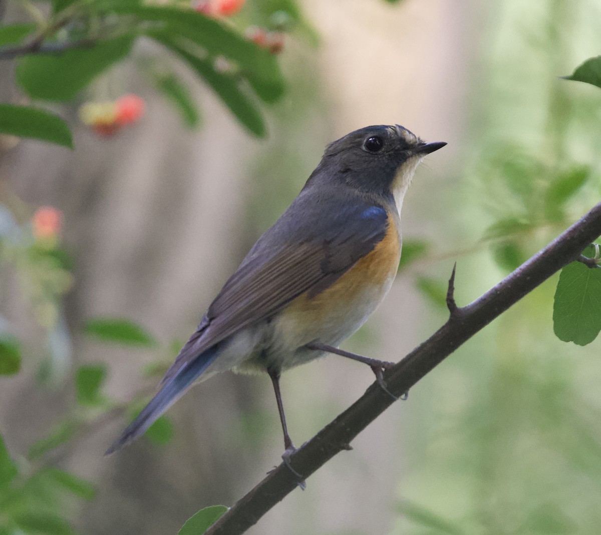 Red-flanked Bluetail - ML645985410