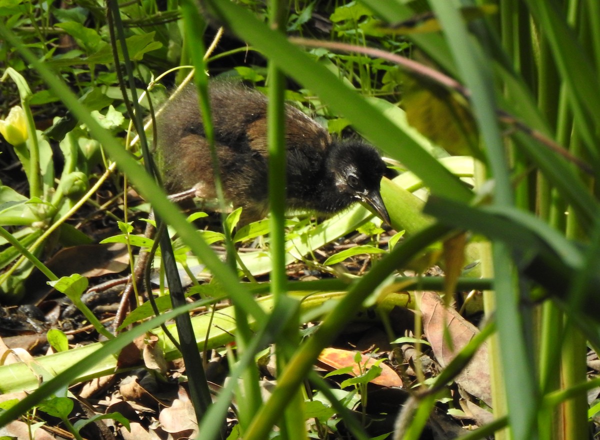 White-breasted Waterhen - ML645985414
