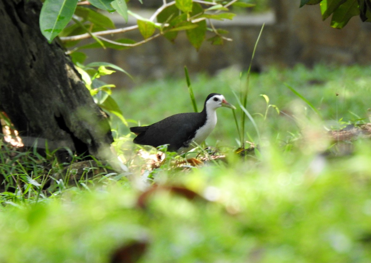 White-breasted Waterhen - ML645985415