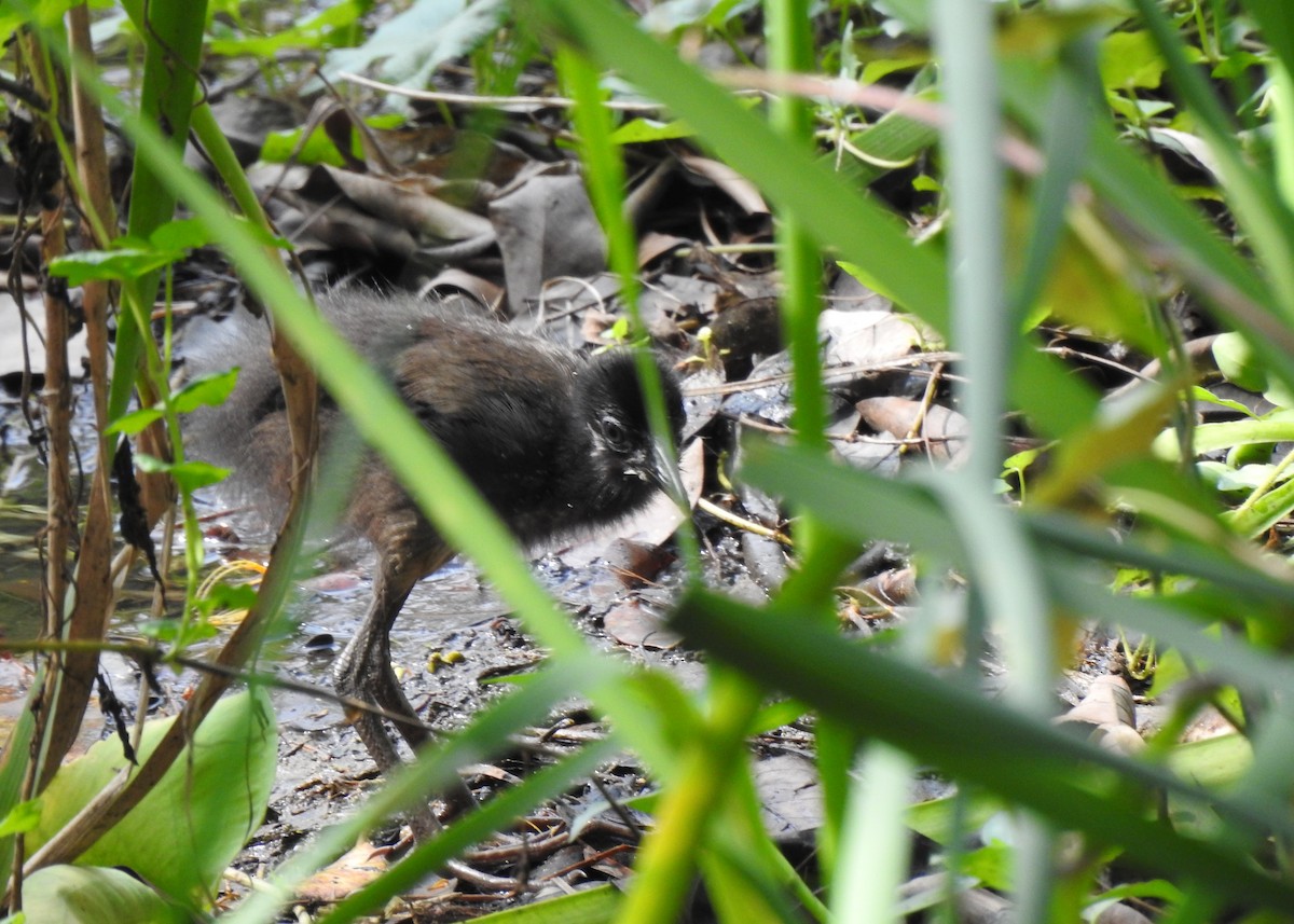White-breasted Waterhen - ML645985416
