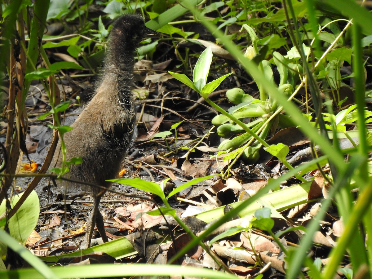 White-breasted Waterhen - ML645985417