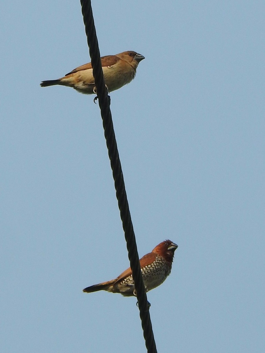 Capucin damier - ML645985422