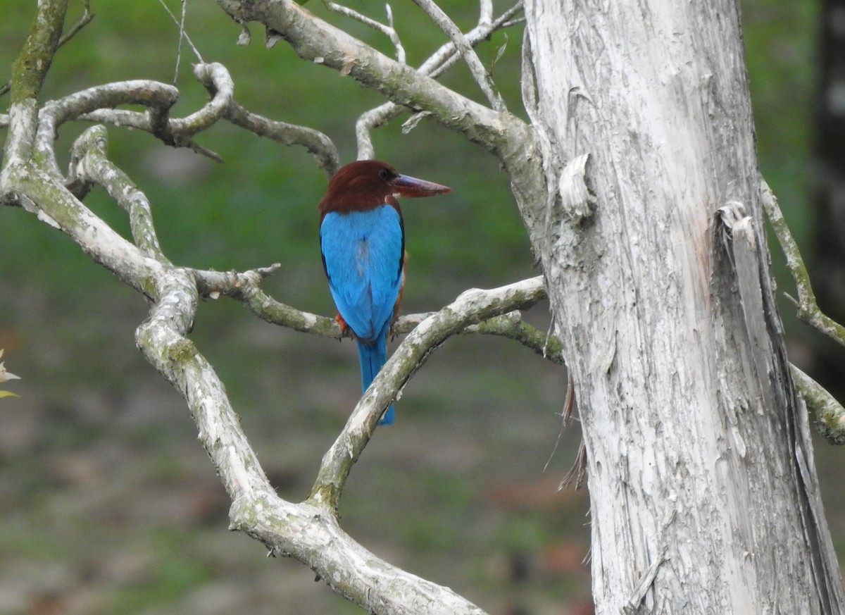 White-throated Kingfisher - ML645985427
