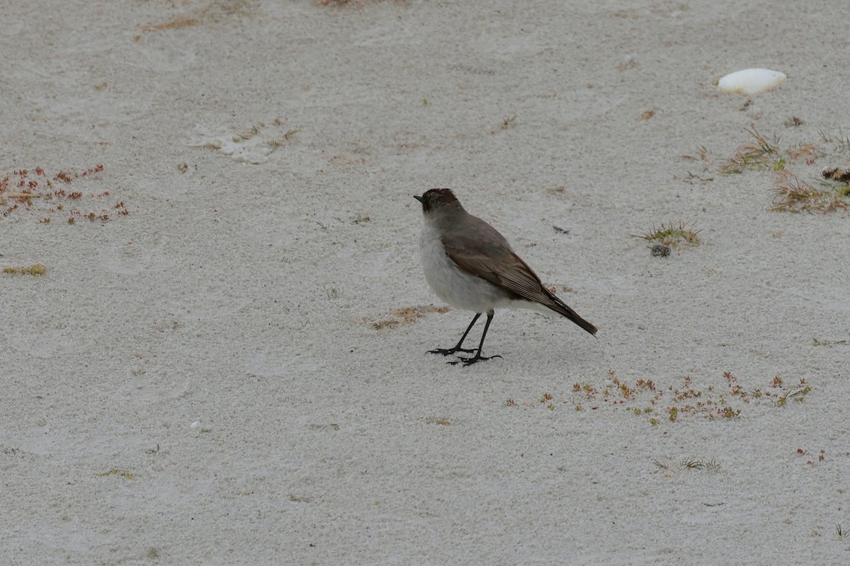 Maskengrundtyrann - ML645985428