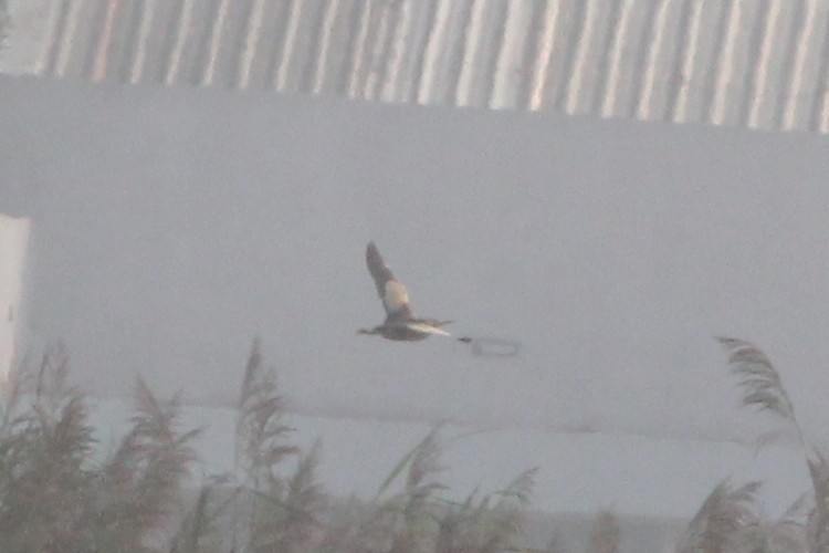 Little Bittern - ML645985433