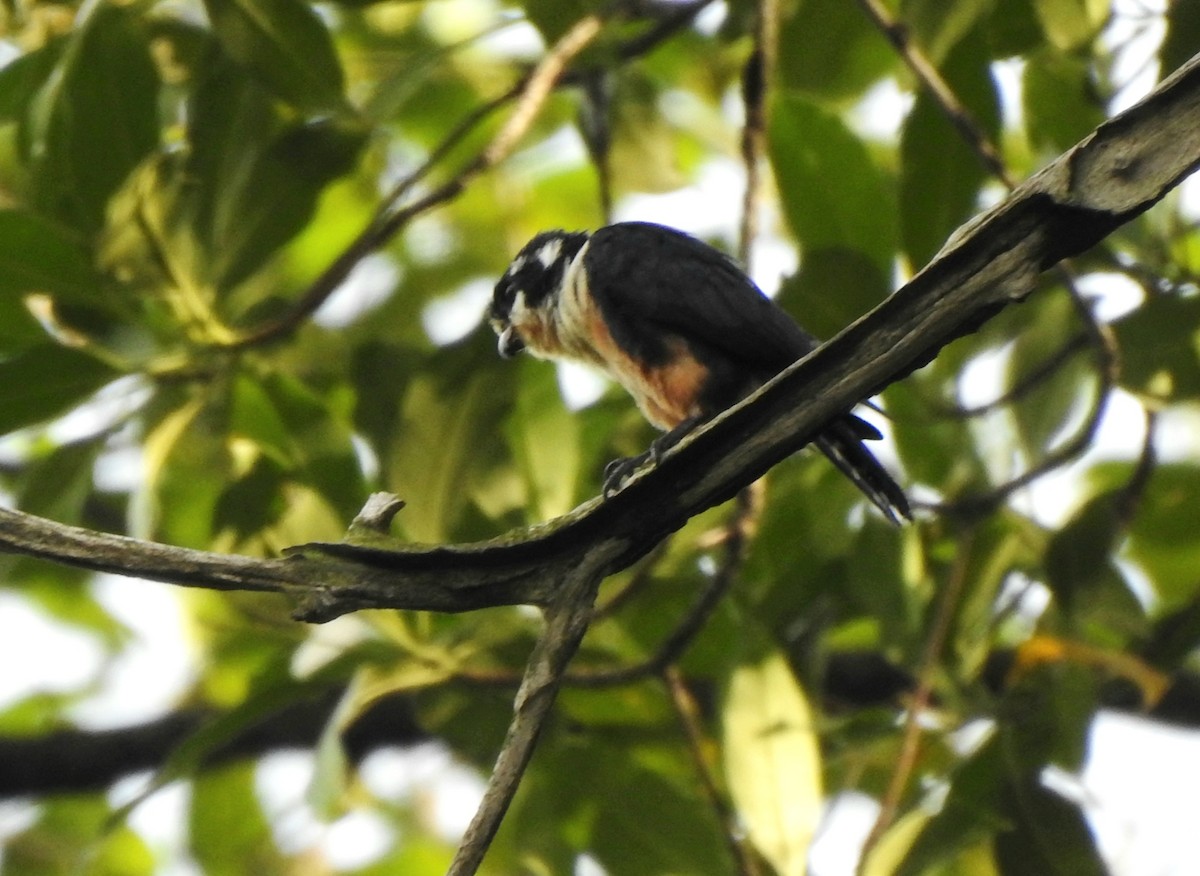 Black-thighed Falconet - ML645985435