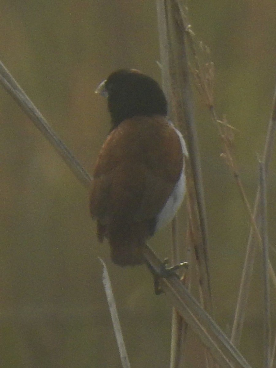 Tricolored Munia - ML645985436