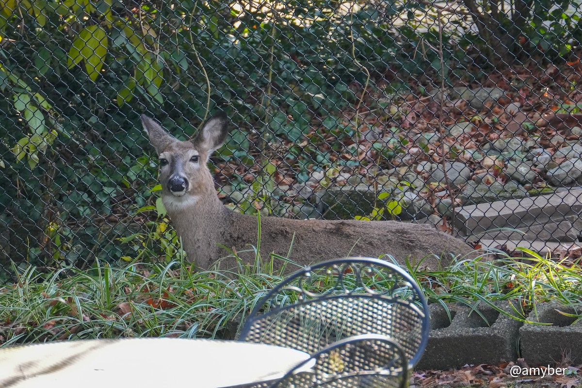 White-tailed Deer - ML645985437