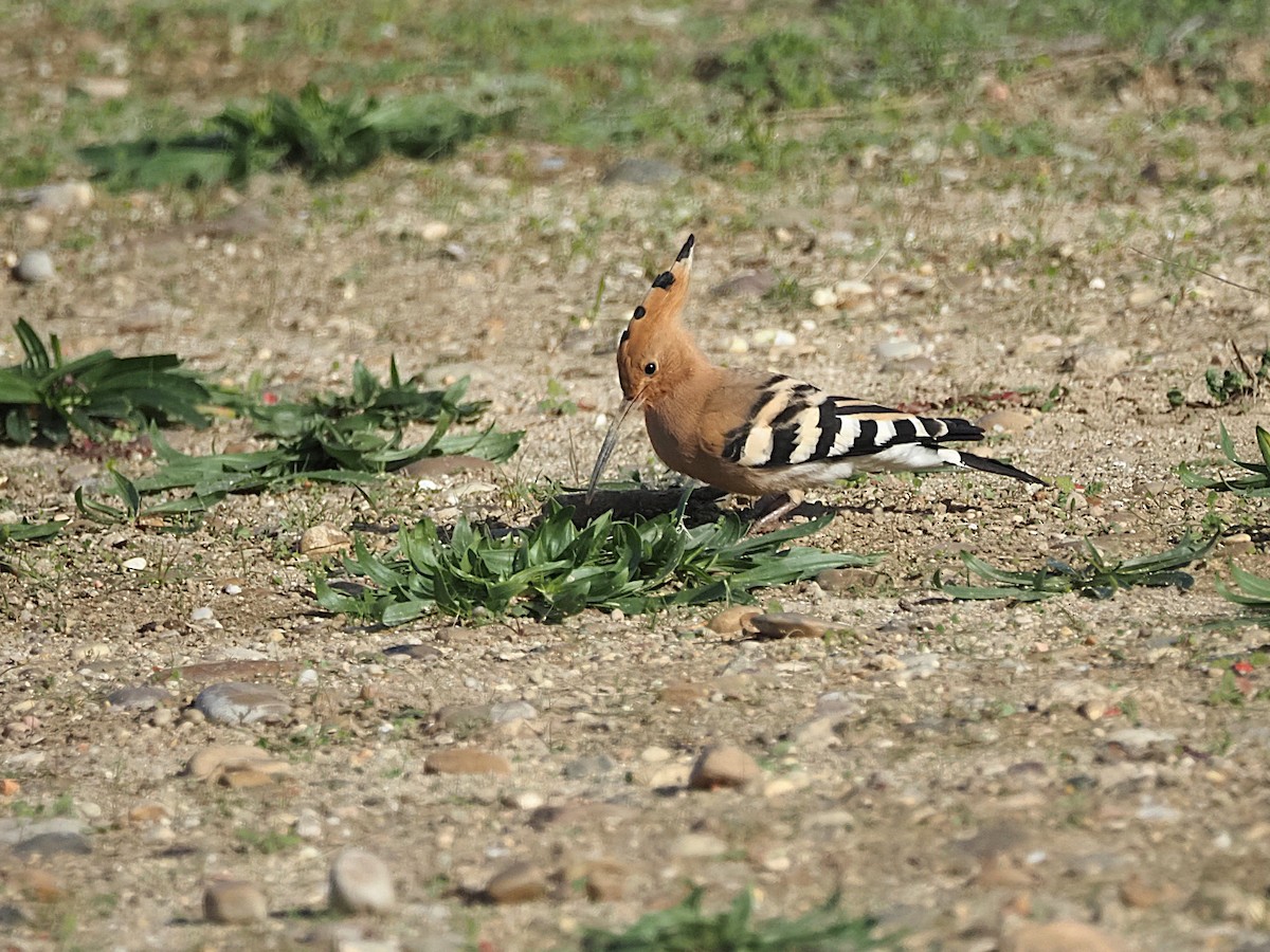 戴勝 - ML645985438