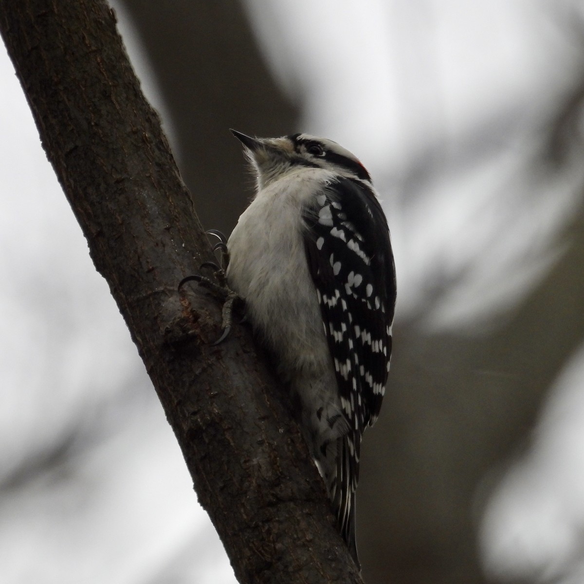 Downy Woodpecker (Eastern) - ML645985440