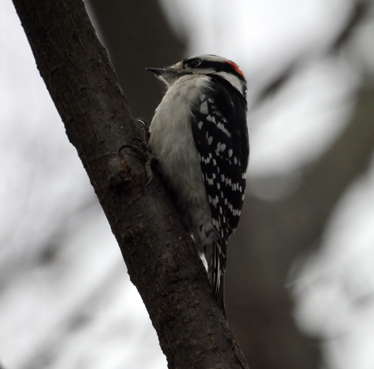 Downy Woodpecker (Eastern) - ML645985441