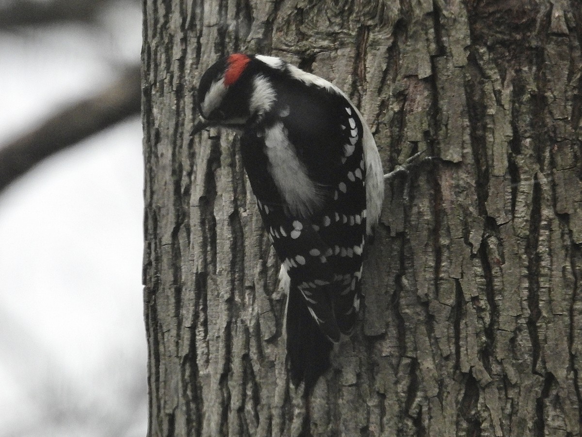 Downy Woodpecker (Eastern) - ML645985442