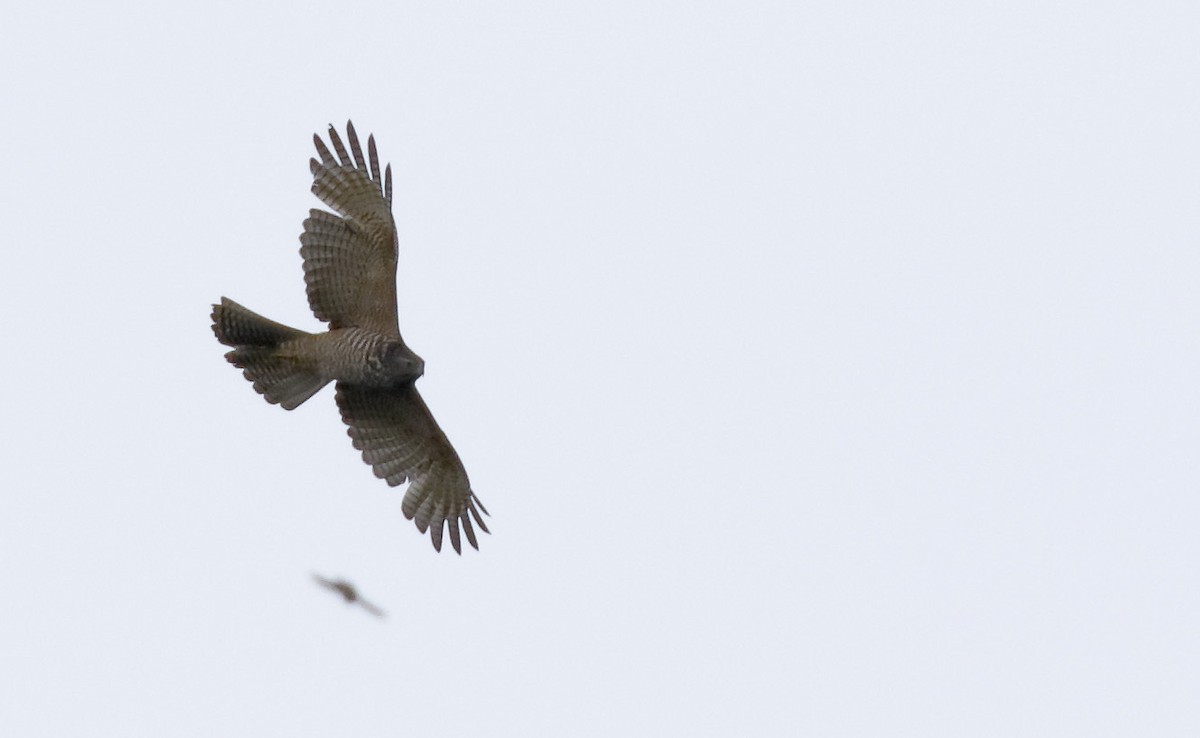 Brown Goshawk - ML645985443