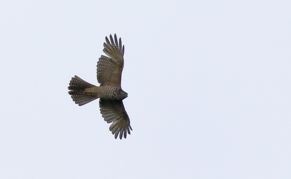 Brown Goshawk - ML645985444