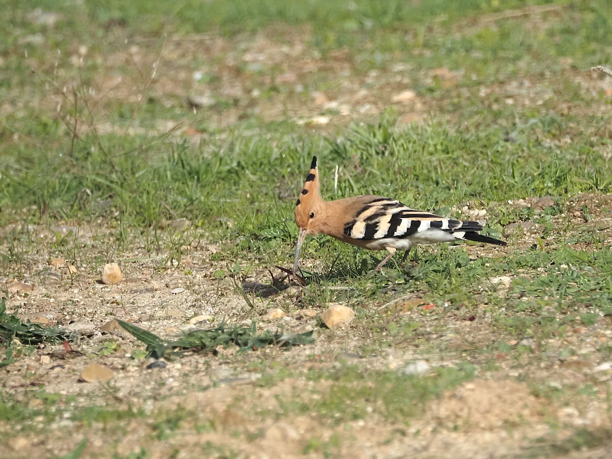 戴勝 - ML645985447