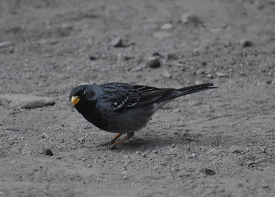 Mourning Sierra Finch - ML645985448