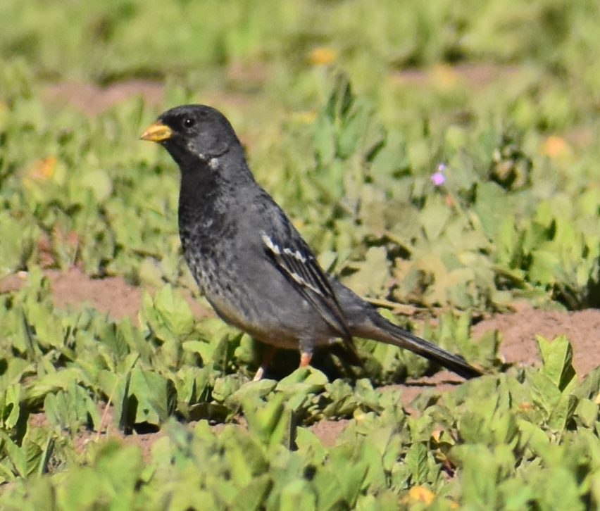 Mourning Sierra Finch - ML645985449