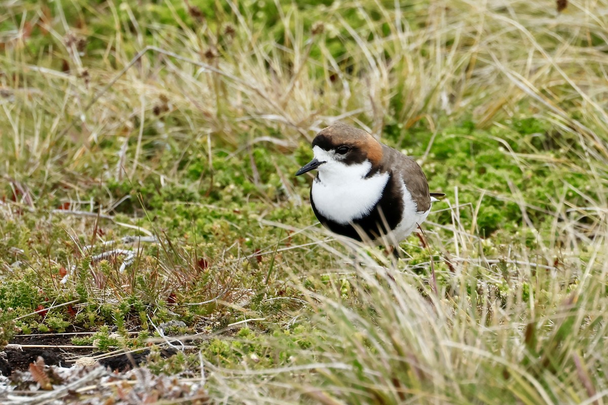 Two-banded Plover - ML645985450