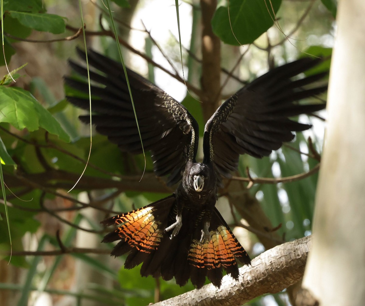 Red-tailed Black-Cockatoo - ML645985457