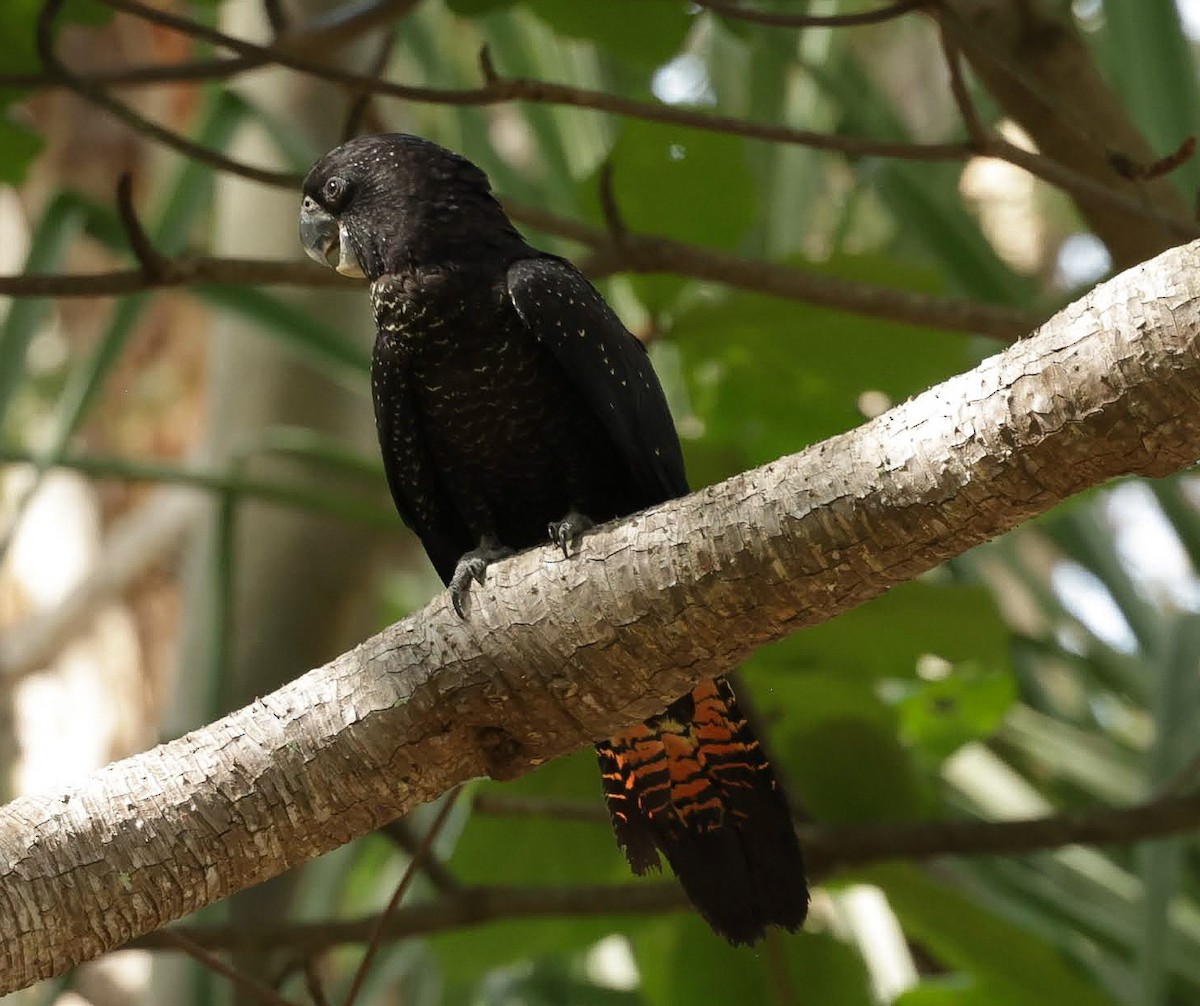 Red-tailed Black-Cockatoo - ML645985458