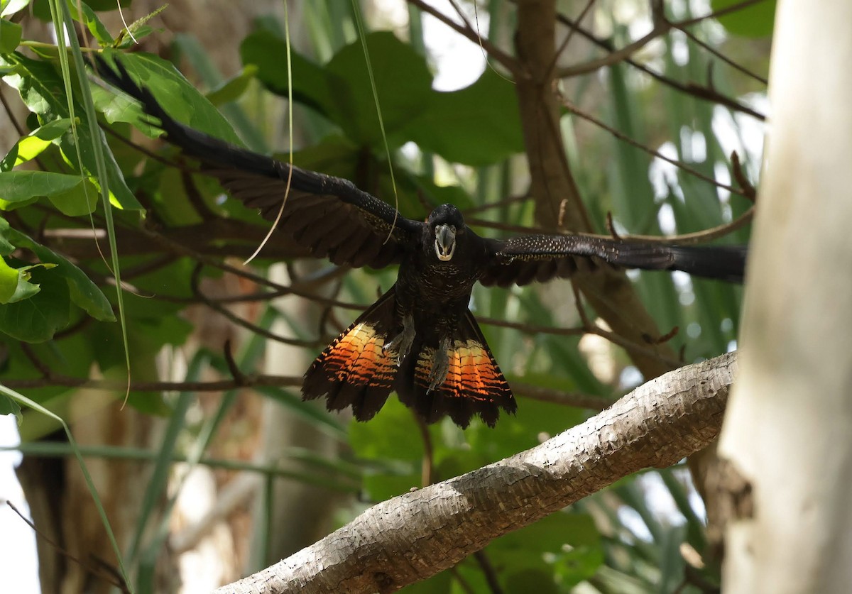 Red-tailed Black-Cockatoo - ML645985459
