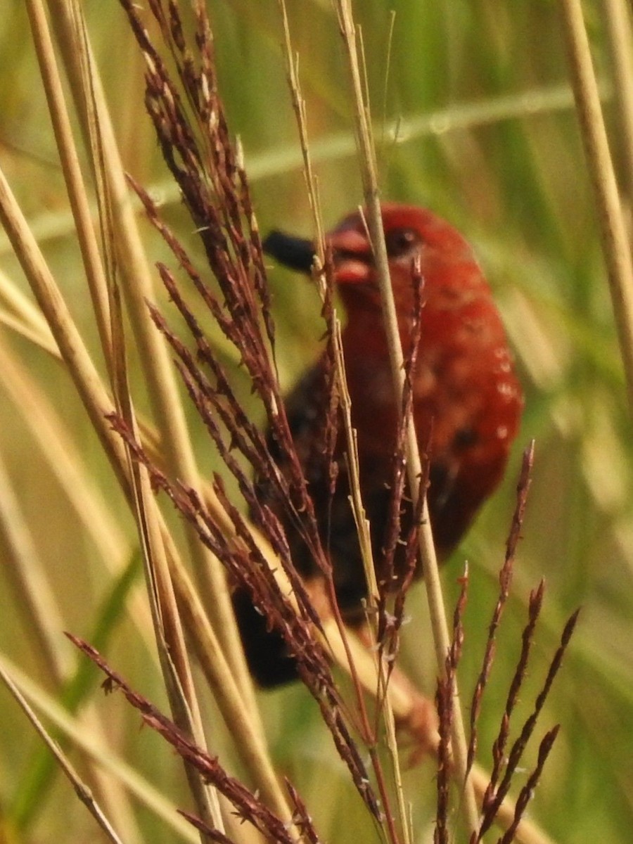 Red Avadavat - ML645985460