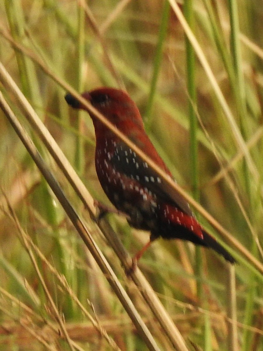 Red Avadavat - ML645985461