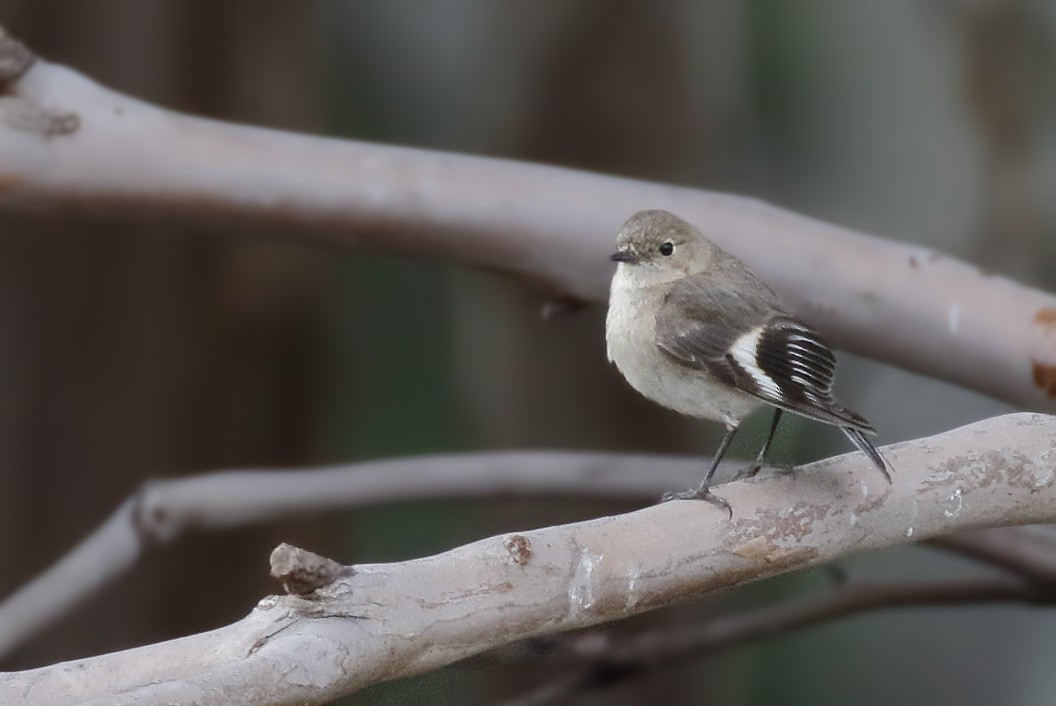 Flame Robin - ML645985462