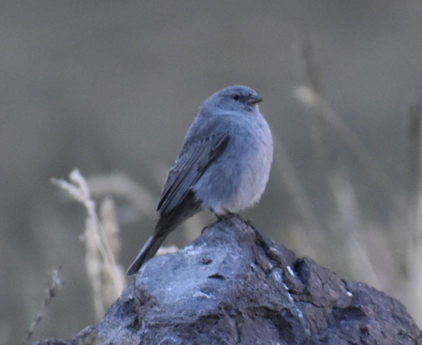 Plumbeous Sierra Finch - ML645985463