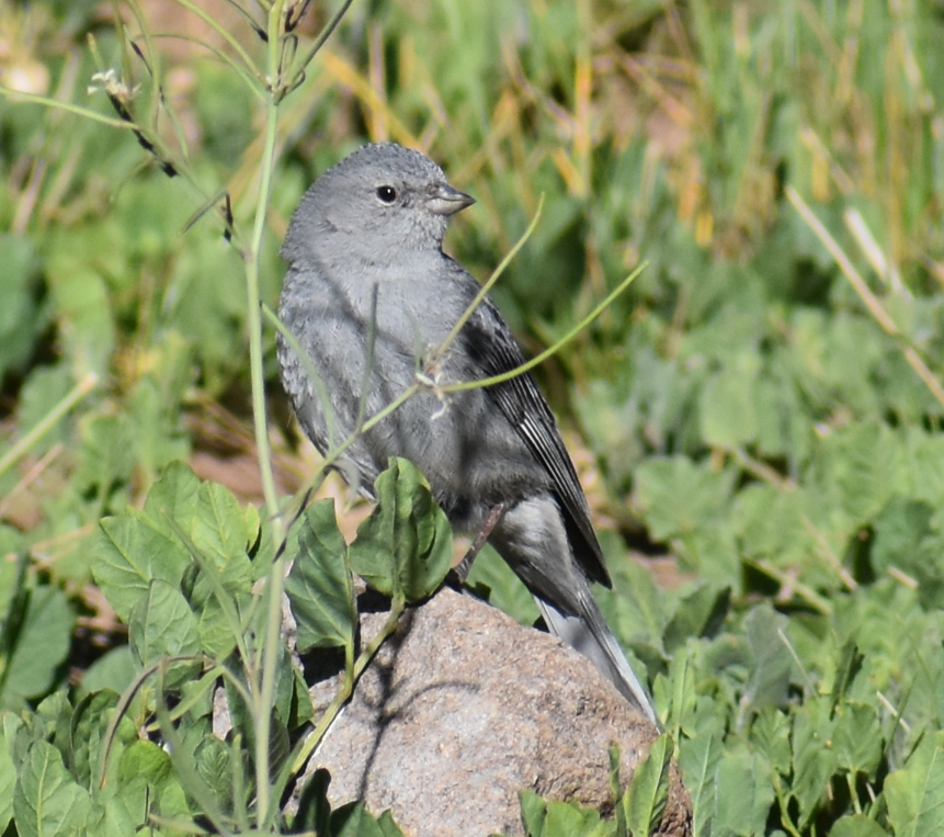 Plumbeous Sierra Finch - ML645985464