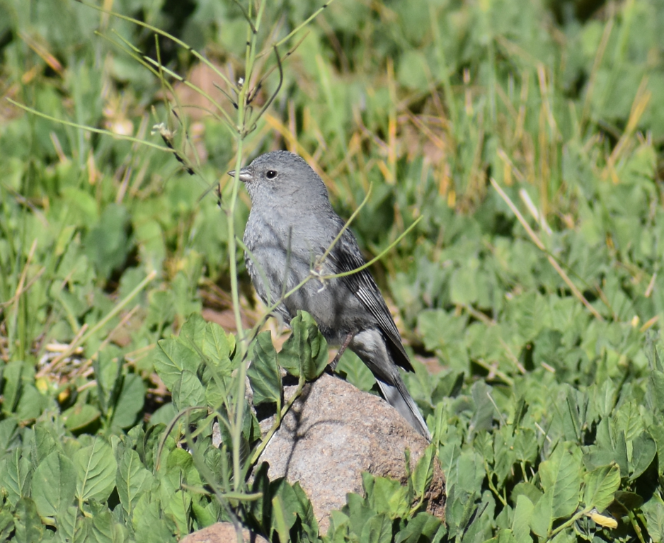 Plumbeous Sierra Finch - ML645985465