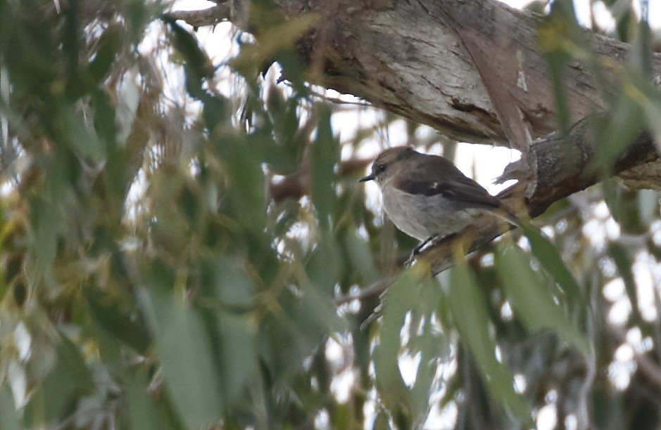 Dusky Robin - ML645985466