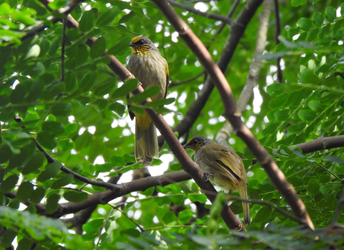 Stripe-throated Bulbul - ML645985467
