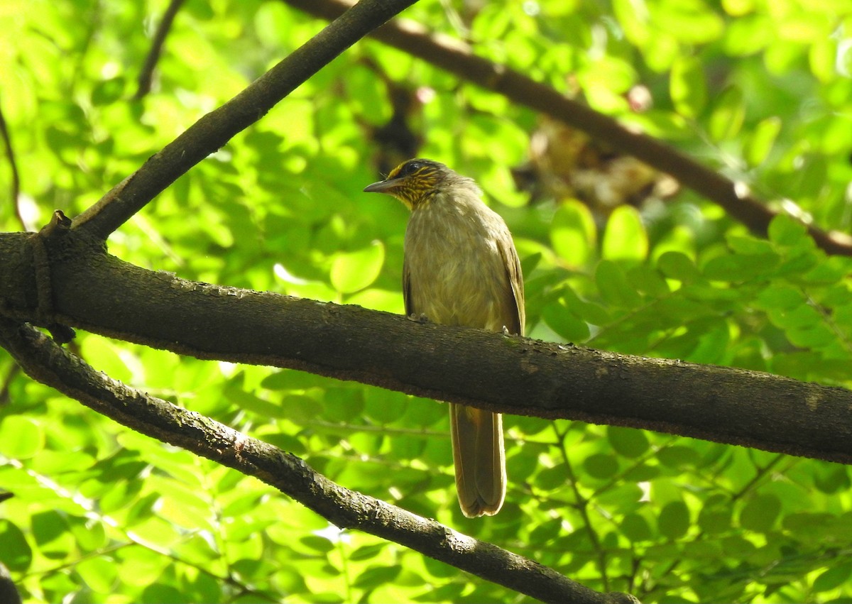 Stripe-throated Bulbul - ML645985468