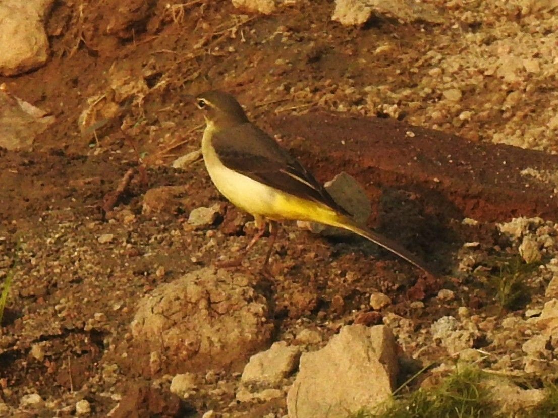Gray Wagtail - ML645985469