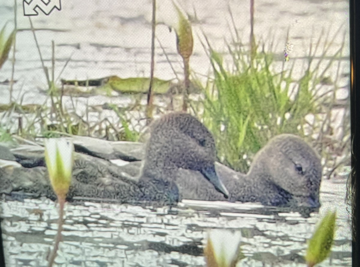 Canapiglia - ML645985473