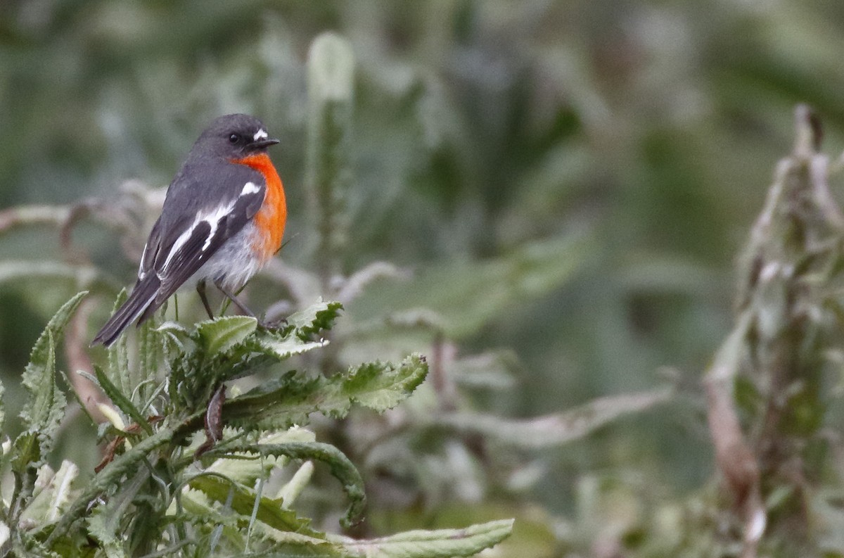 Огненногрудая петроика - ML645985482