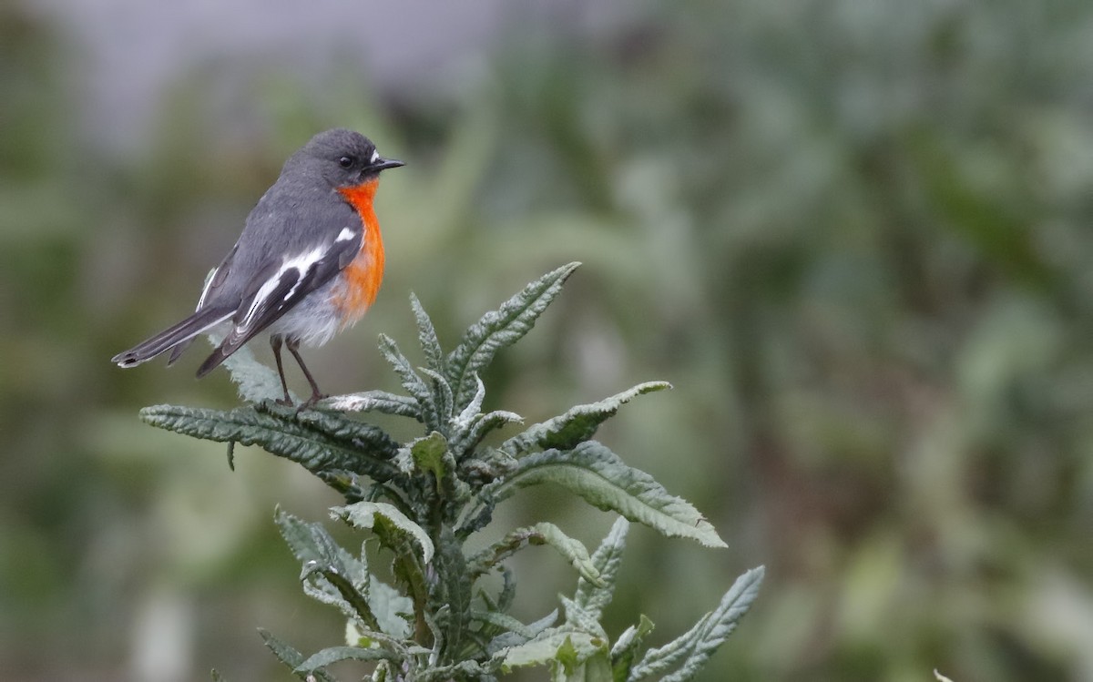 Огненногрудая петроика - ML645985483